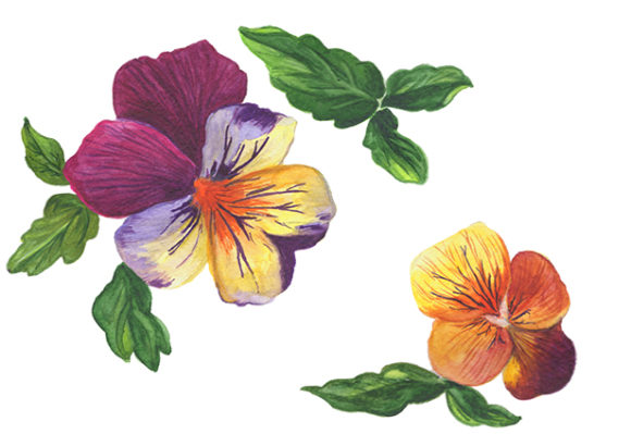 Download Wildflower Orange Viola Watercolor Set - Watercolor Collection