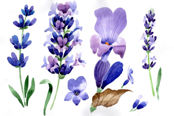 Download Purple Lavender Flowers Watercolor Macro - Watercolor Collection