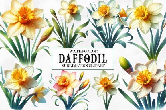 Download Watercolor Daffodil Clipart - Watercolor Collection