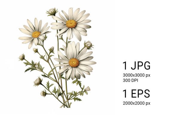Download White Daisies on White Background - Daisies Collection