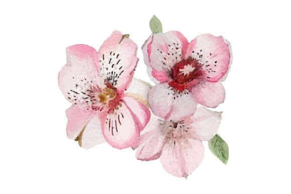 Download Watercolor Illustration of Rose Flower - Watercolor Collection