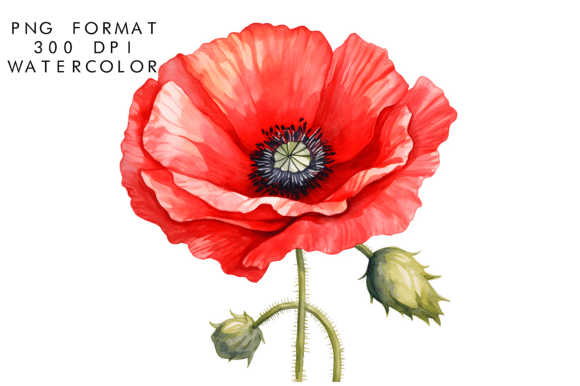 Download Watercolor Poppy Flower Clipart - Watercolor Collection