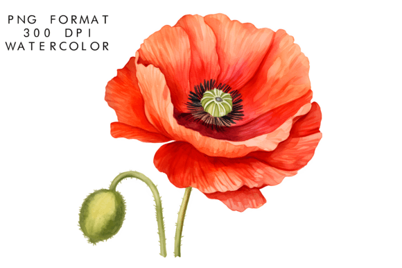 Download Watercolor Poppy Flower Clipart - Watercolor Collection