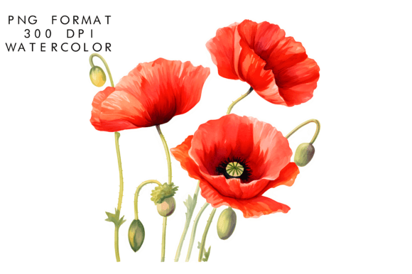 Download Watercolor Poppy Flower Clipart - Watercolor Collection