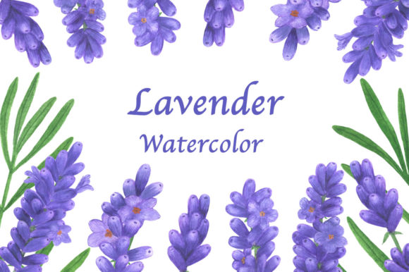 Download Collection Lavender Flowers Watercolor - Watercolor Collection