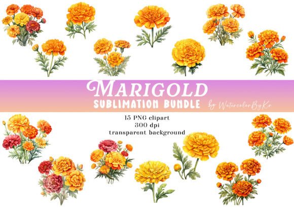 Download Watercolor Marigol Flower Bundle Clipart - Watercolor Collection